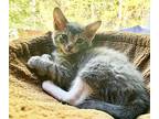 Maple Domestic Shorthair Kitten Female