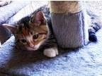 Charlene Domestic Shorthair Kitten Female