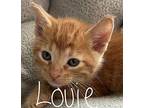 Louie Domestic Shorthair Kitten Male