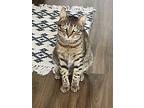 Cooper Morgan Domestic Shorthair Young Male