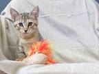 Jodie American Shorthair Kitten Female