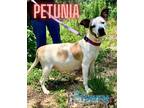 Petunia Beagle Adult Female