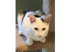 Adopt Harley a White (Mostly) Domestic Shorthair (short coat) cat in Cedar