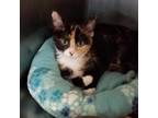 Adopt Muffy a Domestic Shorthair / Mixed cat in Hamilton, GA (32246217)