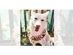 Adopt Jubee a White - with Tan, Yellow or Fawn Jindo / Mixed dog in Vancouver