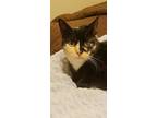 Adopt Willow a American Shorthair