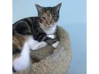 Adopt Calipso a Calico or Dilute Calico Domestic Shorthair / Mixed cat in