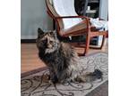 Adopt Jewel (Pi) a All Black Domestic Shorthair / Domestic Shorthair / Mixed cat