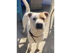 Adopt Boonie a Shar Pei / Terrier (Unknown Type, Small) / Mixed dog in