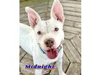 Midnight American Bulldog Adult Female
