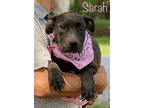 Sarah HocusPocus American Bulldog Puppy Female