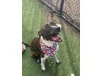 Coco American Staffordshire Terrier Young Female