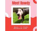 Rowdy Mountain Cur Adult Male