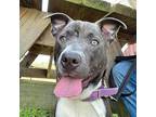 Kuddle Bug American Staffordshire Terrier Young Female