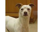 Skippy Jack Russell Terrier Adult Male