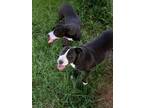 Adopt Sophie CAN a American Staffordshire Terrier, Pit Bull Terrier