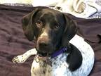 Adopt Lady a White - with Brown or Chocolate German Shorthaired Pointer / Mixed