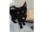 Lucy Locket, Domestic Shorthair For Adoption In Raleigh, North Carolina