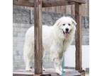 Adopt WAGNAR a Great Pyrenees