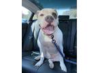 Adopt Wesley a White - with Gray or Silver American Staffordshire Terrier /