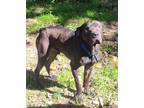 Adopt Luke a Black Shar Pei / Labrador Retriever / Mixed dog in Cincinnati