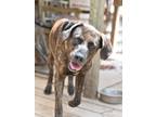 Adopt Scout a Brindle Plott Hound dog in Brewster, NY (32292167)