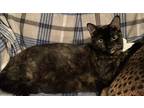 Adopt Missy a Domestic Shorthair / Mixed (short coat) cat in Newnan