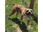 Adopt Lita a Brindle - with White Boxer / Pit Bull Terrier / Mixed dog in