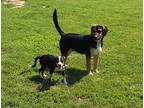 Adopt Baxter Black a Black - with Tan, Yellow or Fawn German Shepherd Dog /