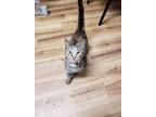 Adopt Candice a Tortoiseshell Domestic Shorthair / Mixed cat in Halifax