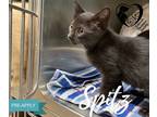 Adopt Spitz 21-163 a All Black Domestic Shorthair cat in Estevan, SK (32289340)