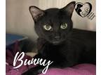 Adopt Bunny 21-30 a All Black Domestic Shorthair cat in Estevan, SK (32289338)