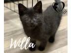 Adopt Willa 21-58 a All Black Domestic Shorthair cat in Estevan, SK (32289337)
