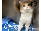 Adopt Cinnamon 21-100 a White Domestic Longhair cat in Estevan, SK (32289336)