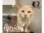 Adopt Apricat 21-154 a Orange or Red Domestic Mediumhair cat in Estevan