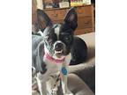 Koko, Boston Terrier For Adoption In Jackson, Tennessee