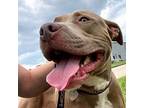 Toasted Marshmallow American Pit Bull Terrier Adult Male