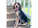 PUPPY ZARIA Treeing Walker Coonhound Young Female