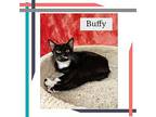 Buffy Manx Kitten Female