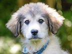 PUPPY KHLOE Great Pyrenees Puppy Female