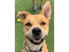 Adopt Kobe a Labrador Retriever / Chow Chow / Mixed dog in Vallejo