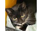 Adopt Naughty a All Black American Shorthair / Mixed cat in Franklin