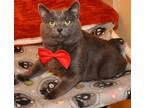 Adopt Big B a Gray or Blue Manx / Mixed (short coat) cat in Liberty
