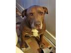 Adopt Bentley a Bull Terrier / Labrador Retriever / Mixed dog in Fayette