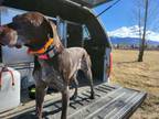 Adopt Ruby a German Shorthaired Pointer