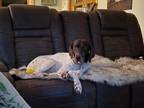 Adopt Cleo a German Shorthaired Pointer