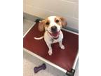 Adopt Maggie a White - with Red, Golden, Orange or Chestnut Beagle / Pit Bull