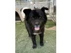Adopt Teddy a Black - with White Chow Chow / Mixed dog in Ventura, CA (32315808)