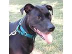 Adopt Zara a Black Rhodesian Ridgeback / Mixed dog in Austin, TX (32324028)