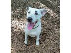 Adopt Milo a Great Pyrenees, Pit Bull Terrier